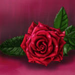 the-rose.jpg