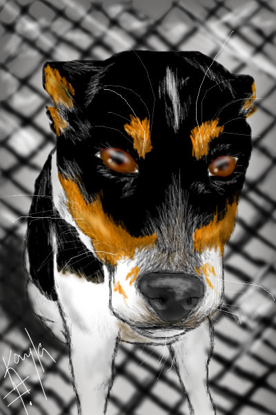 my-puppy-abbie