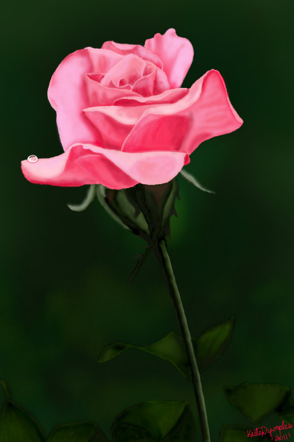 long-stemmed-pink-rose