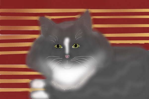 cat