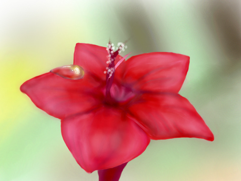 cypress-vine