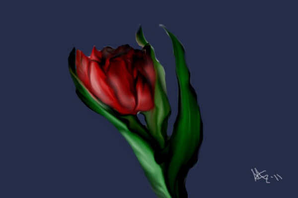 tulip