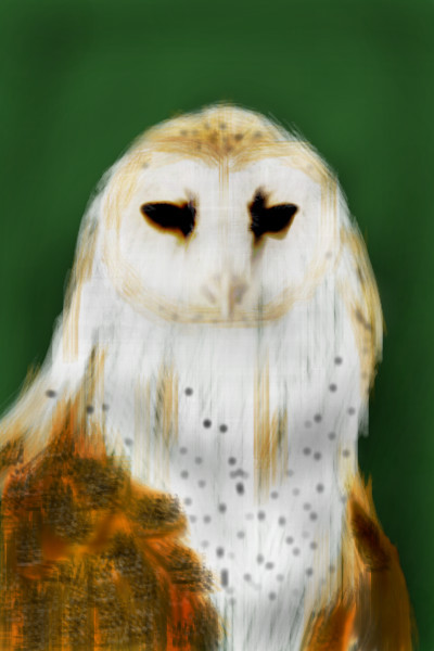 owl
