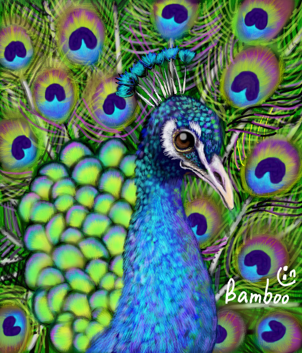 peacock