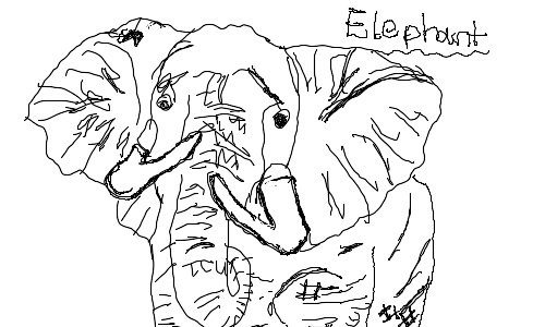 elephant