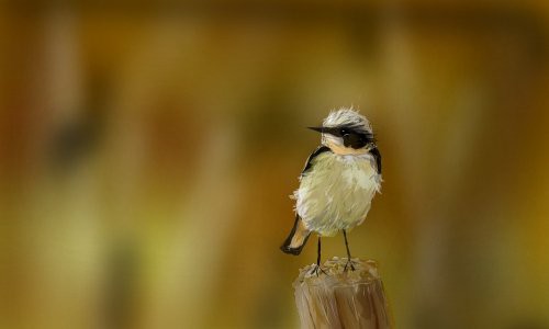 kleiner-vogel