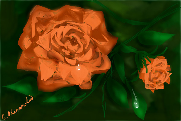 apricot-rose