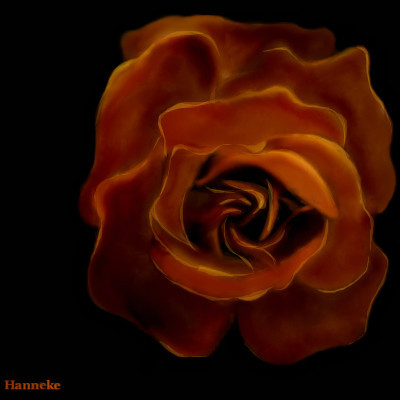 autumn-rose