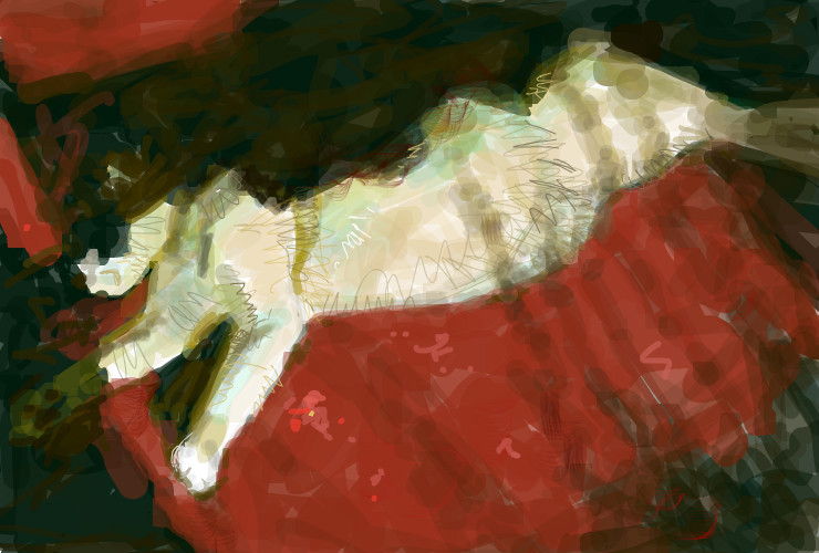 studio-cat