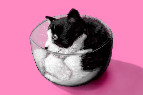 kitten