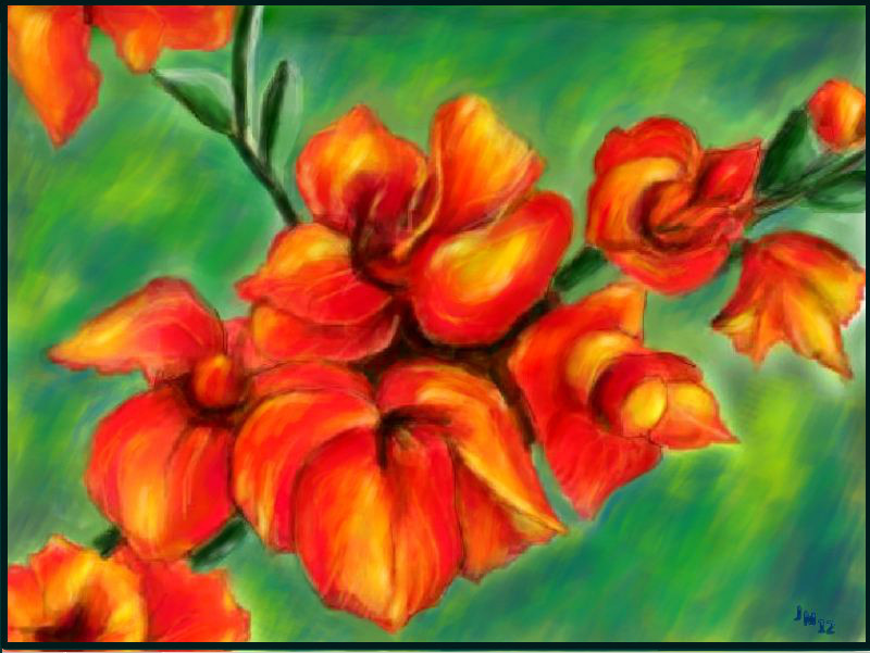 gladiolus