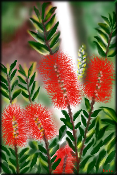 callistemon