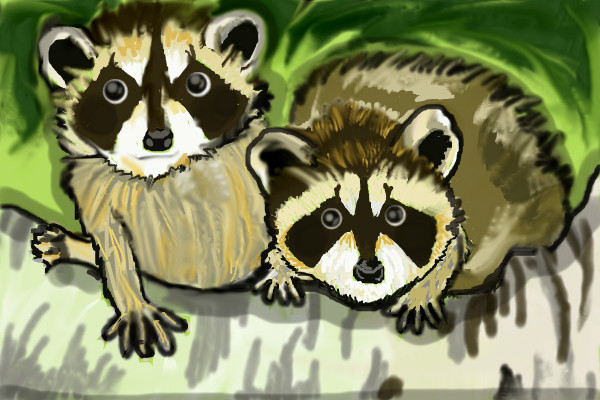 baby-racoons