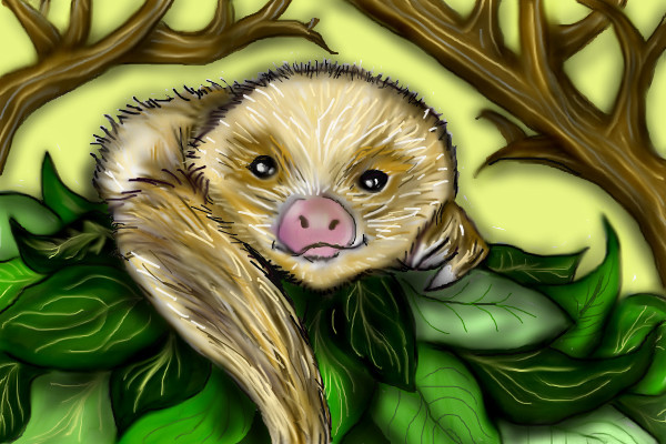 baby-sloth