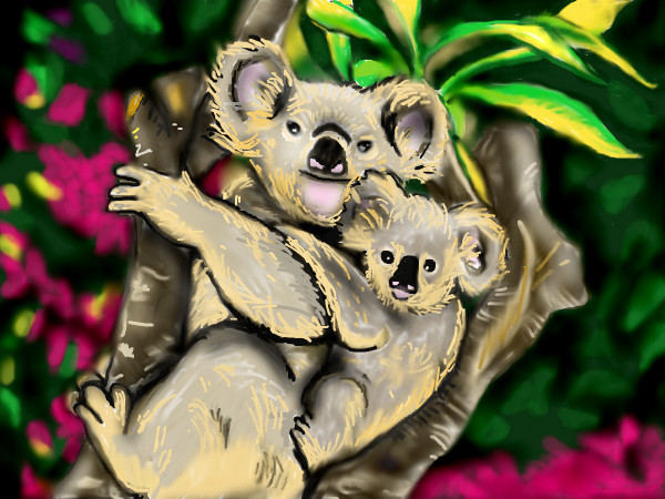 koalas