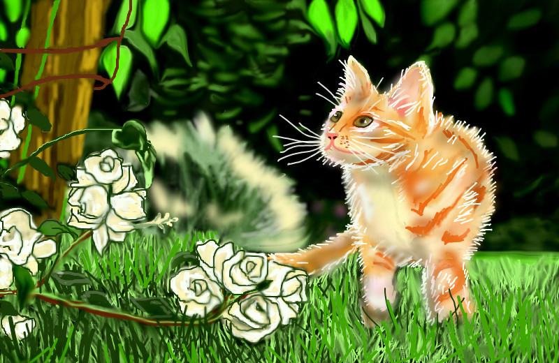 ginger-kitty