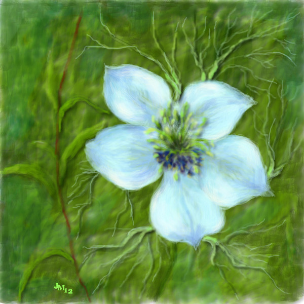 nigella-flower