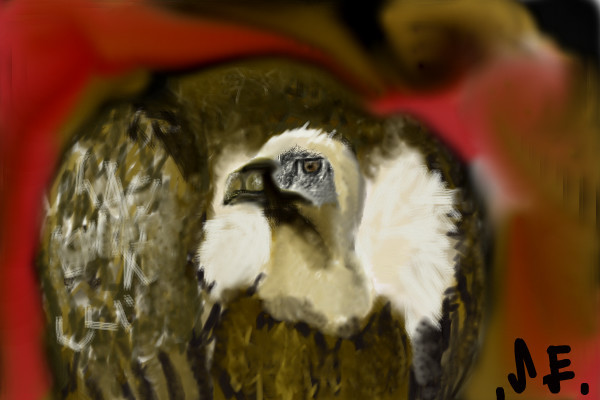 vulture