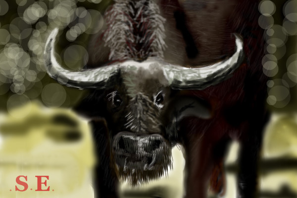 buffalo