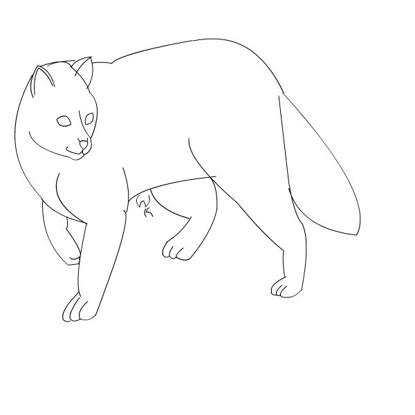 big-cat