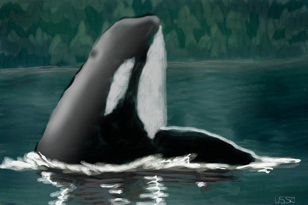 orca