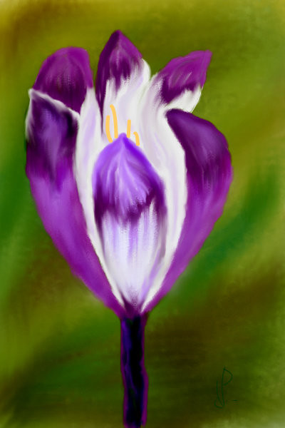 crocus