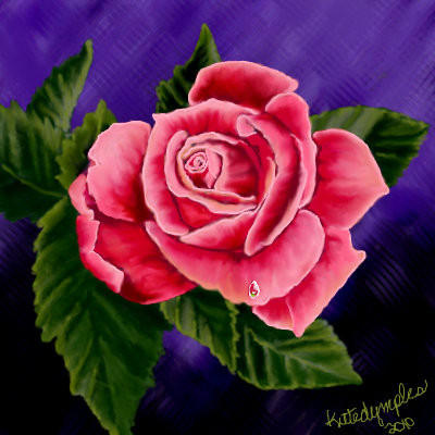 pink-rose