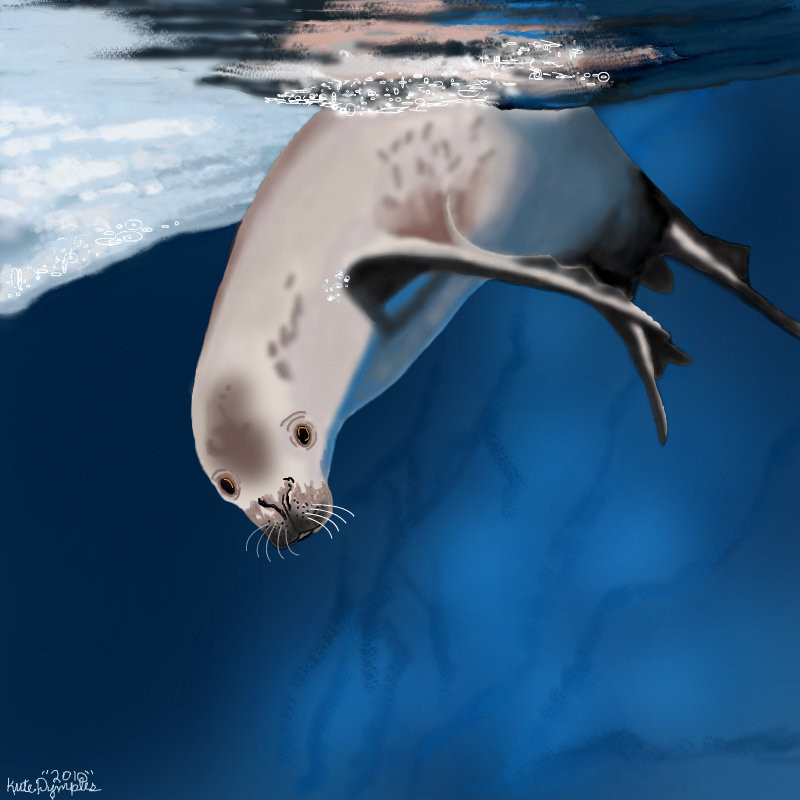 crabeater-seal