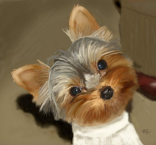 yorkie
