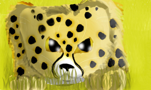 cheetah by jayfeatherrocks