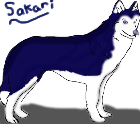 Husky by schuffles