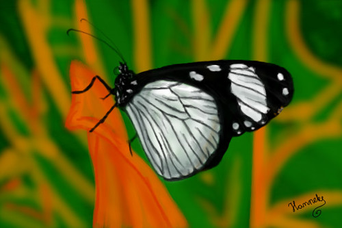 Butterfly by Hanneke