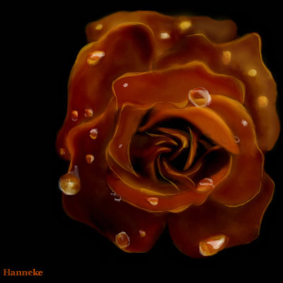 Autumn rose with dew drops by Hanneke
