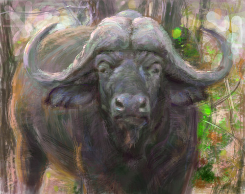 Cape Buffalo