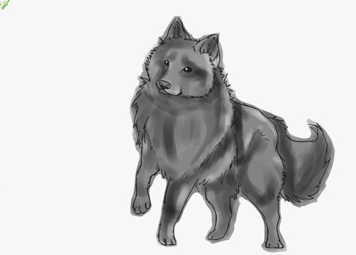 Schipperke! by jayfeatherrocks