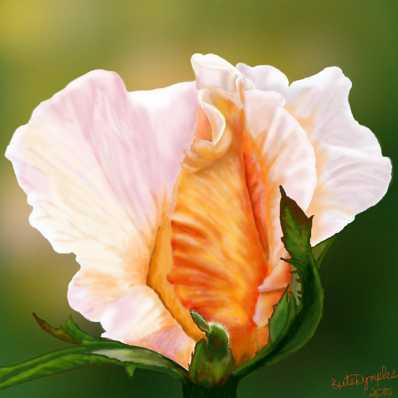 sunset-bud