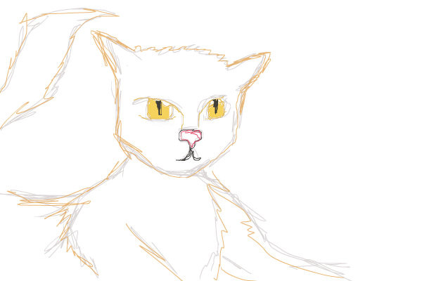 kitteh