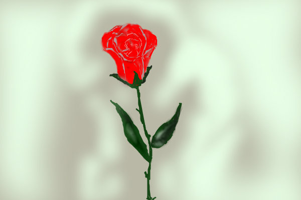 christmas-rose