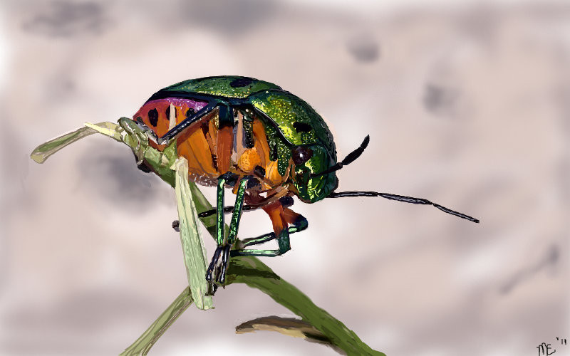bug