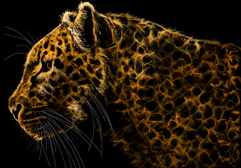 leo-the-leopard