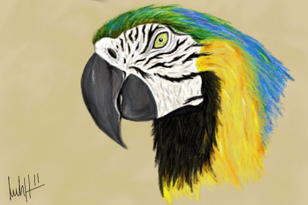 araracaninde