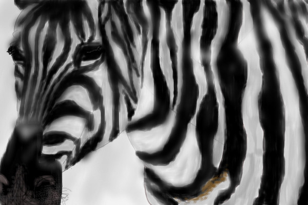 zebra