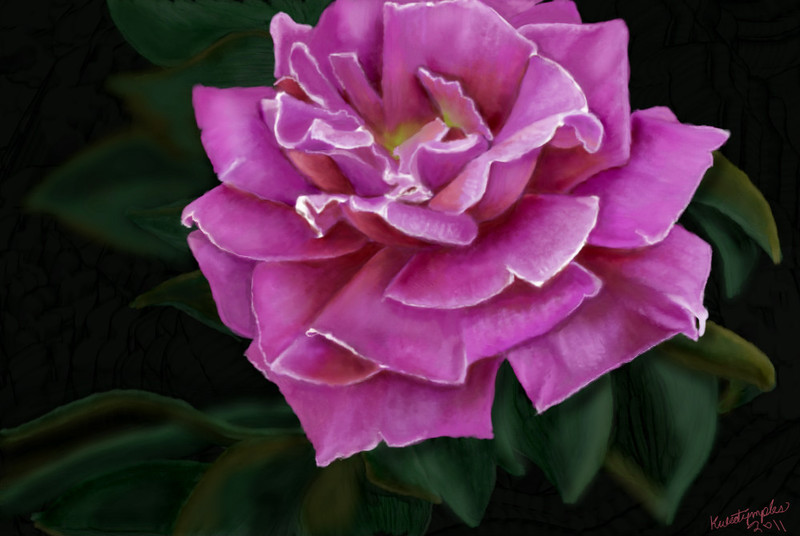 orchid-colored-rose
