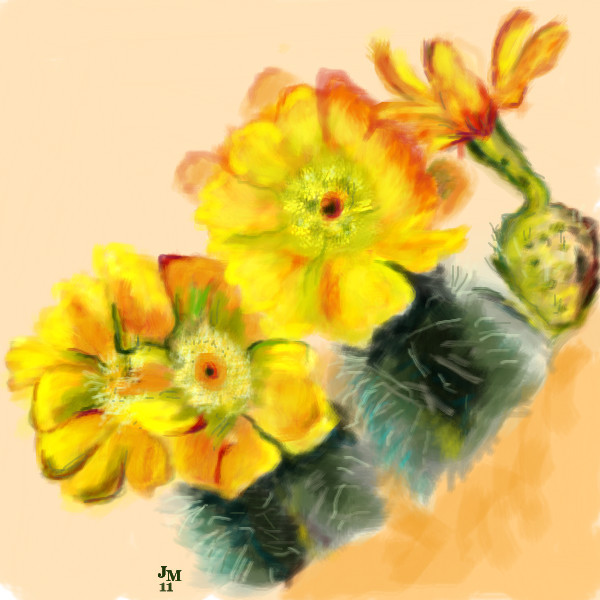 kaktus-flowers-after-g
