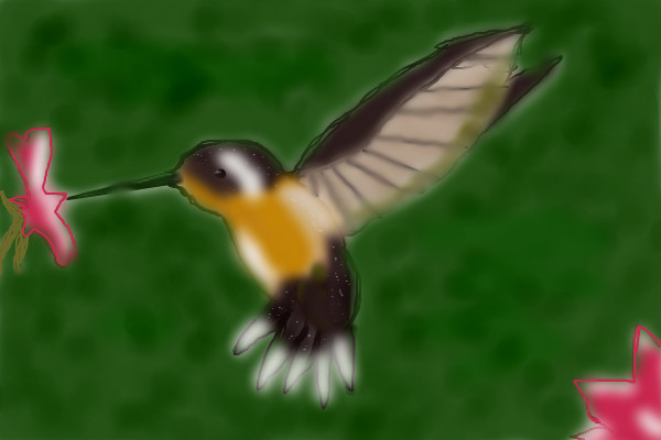humming-bird