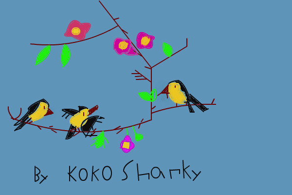 birds