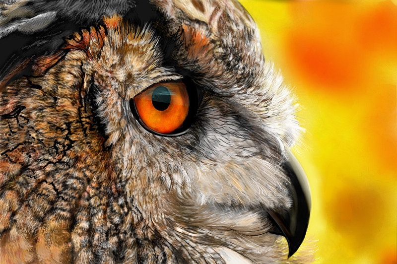 owl