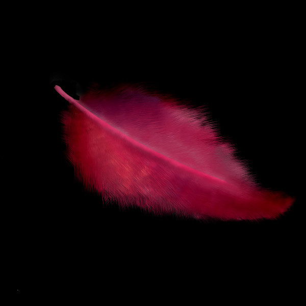 feather