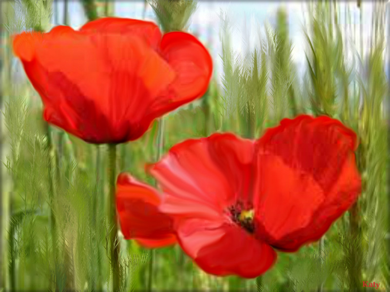 poppies