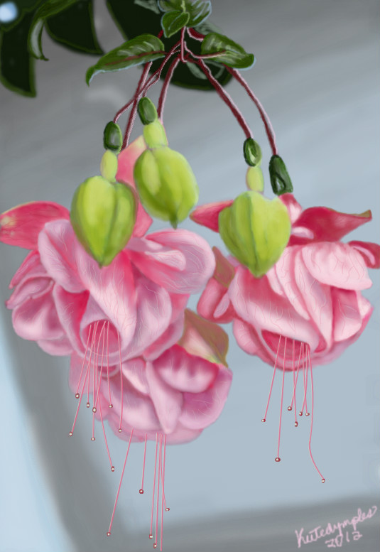 baby-pink-fuschias